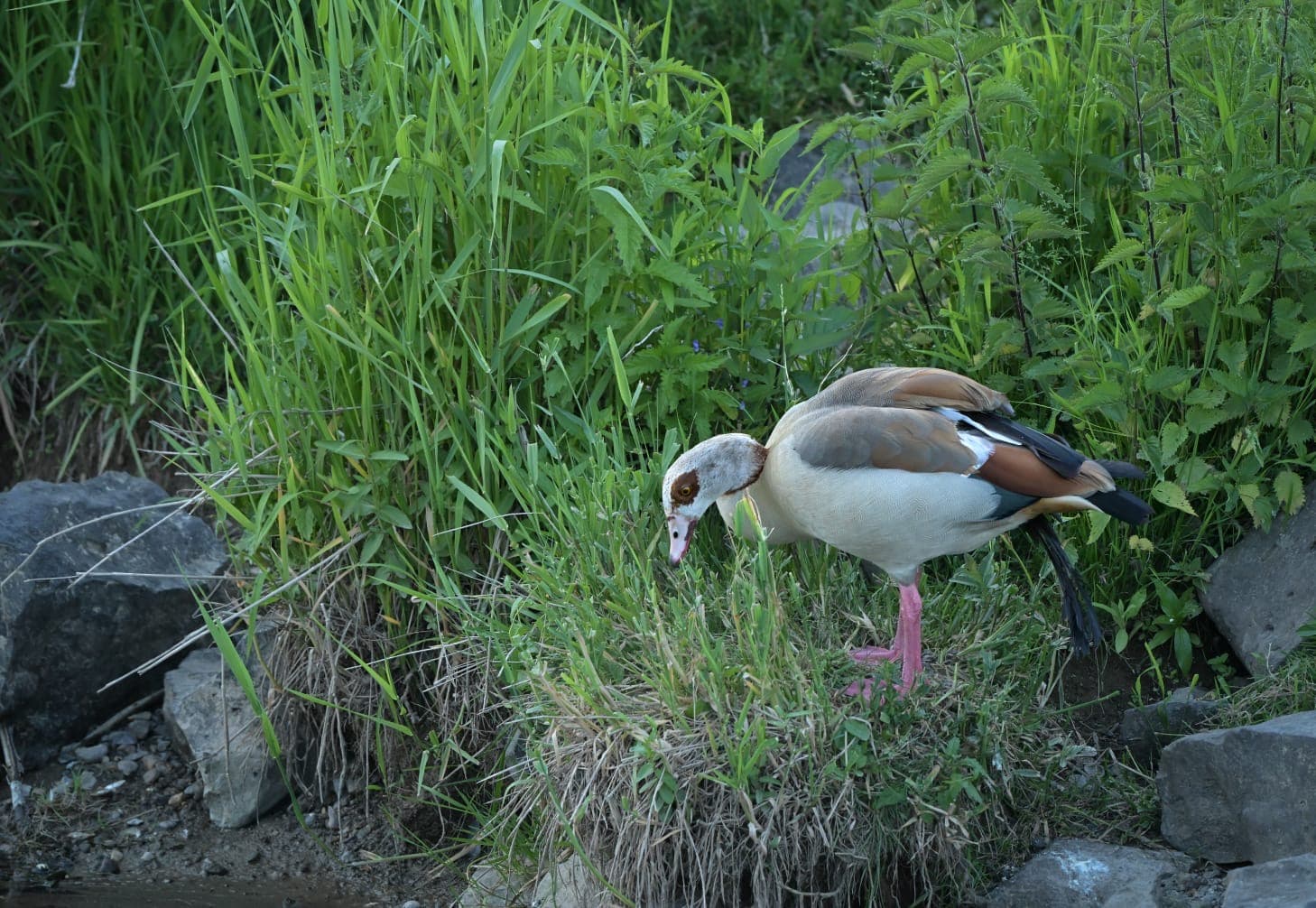 Natur direkt vor der Tür. 4
