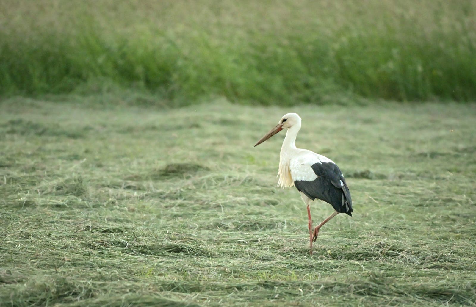 Natur direkt vor der Tür. 3